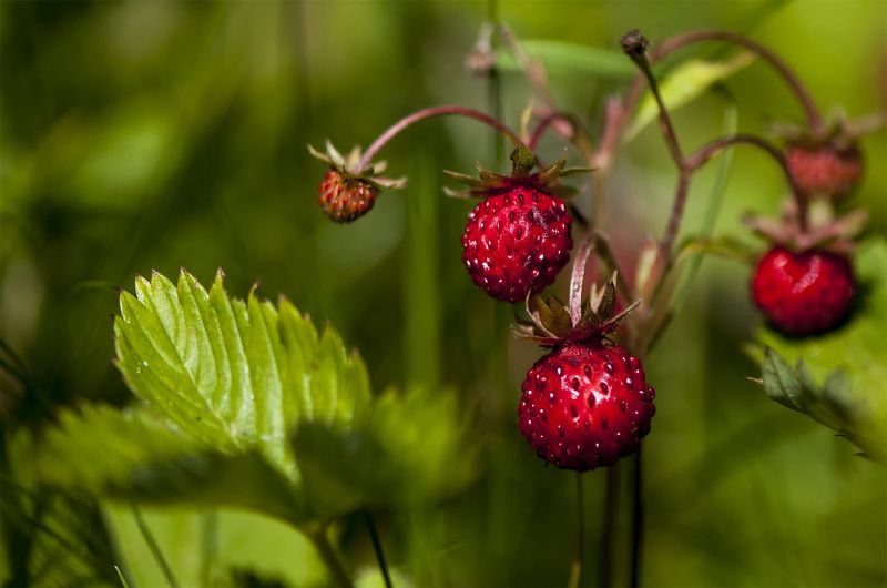 strawberries,summer Tasty:) фото превью