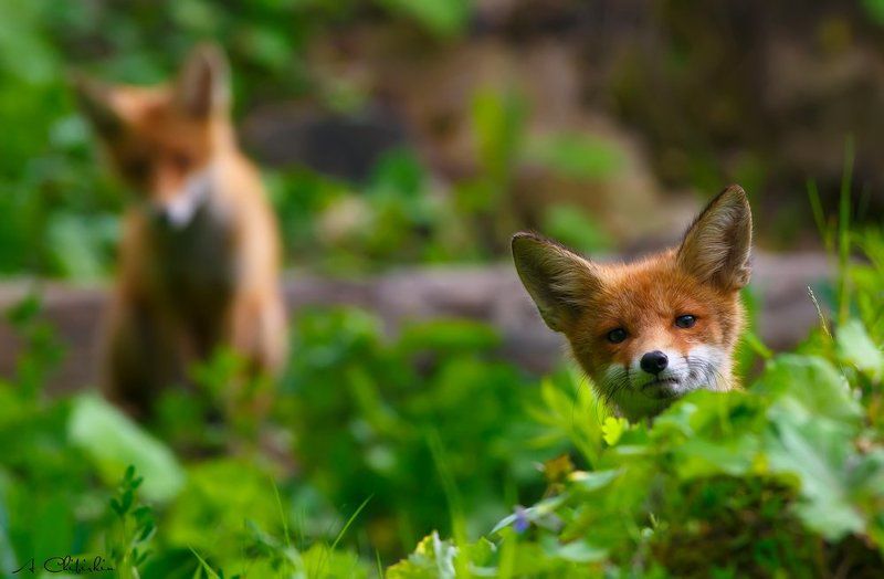 фотограф животных, саров, фотохудожник, александр чибиркин, собаки, охота, портрет, осень, лисяса Подрастающее лисье потомство. фото превью