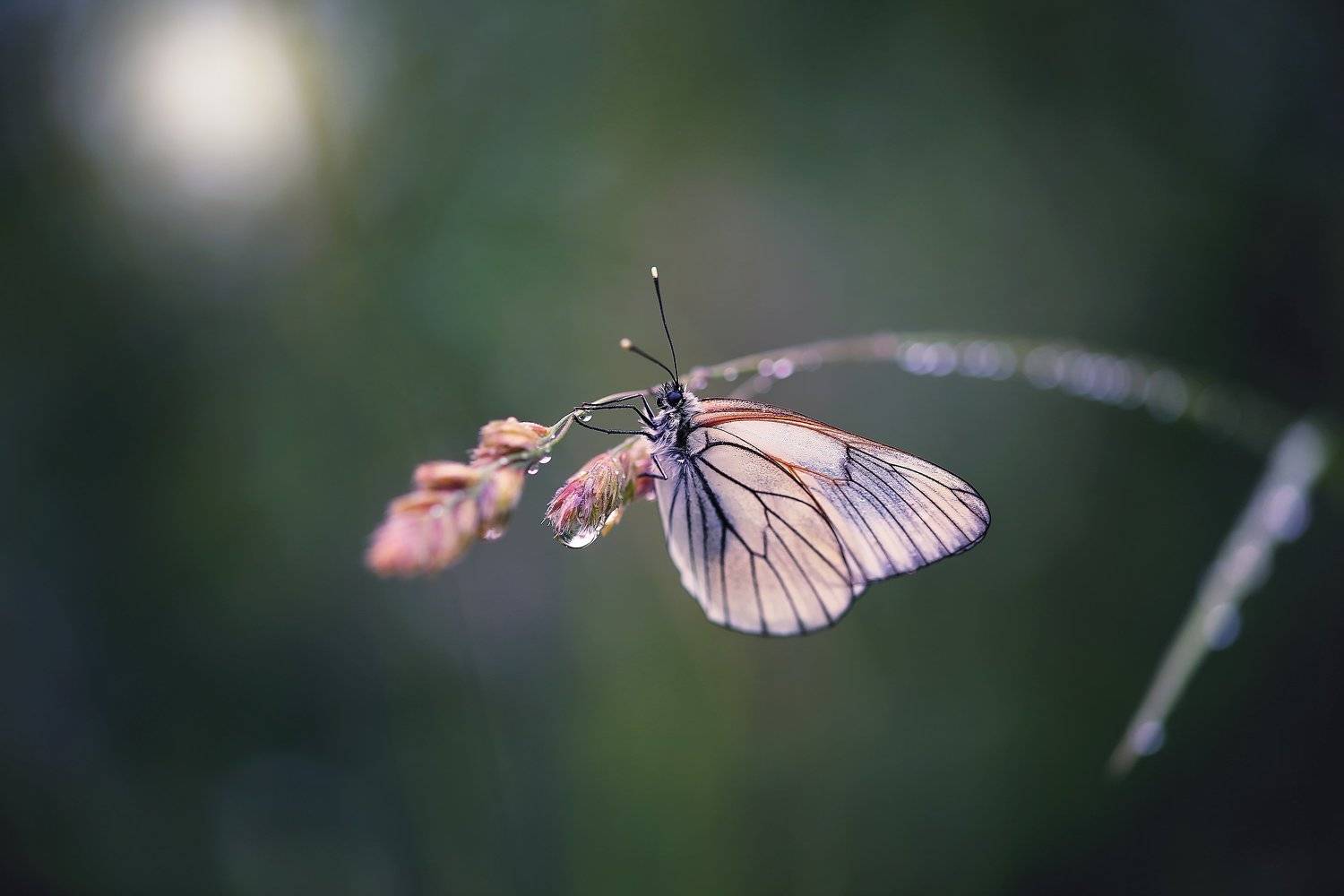 , Юлия Войнич