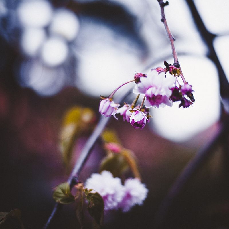sakura фото превью