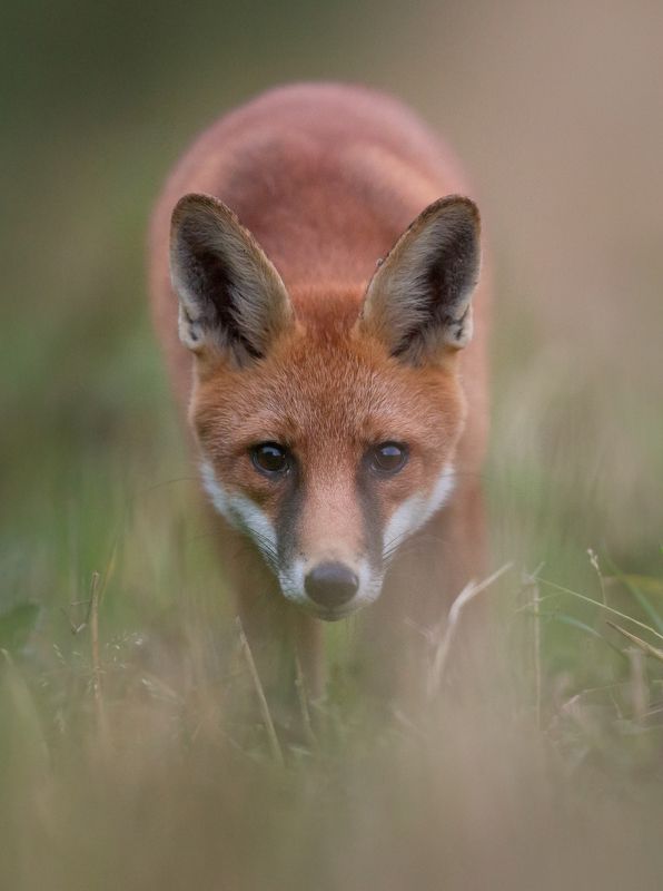 Face to face фото превью