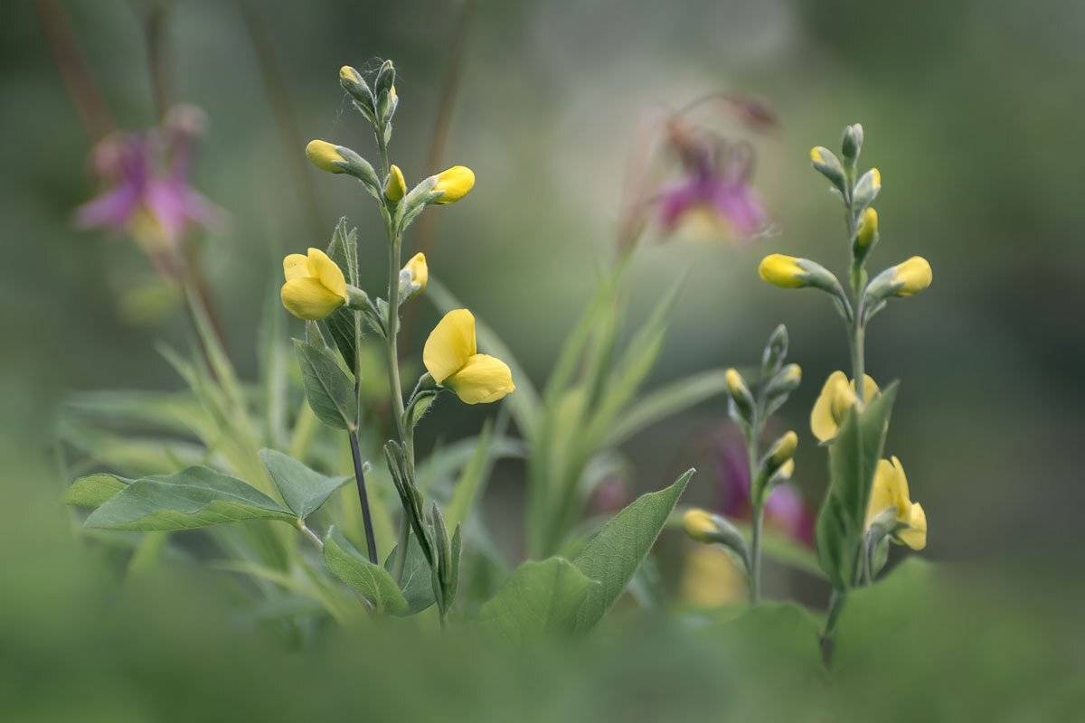 , Шинкарева Елена