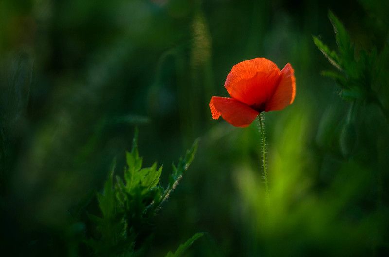 Про маки.... фото превью