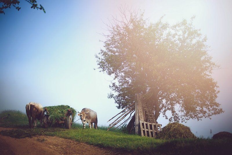 cow, fog Morning light фото превью