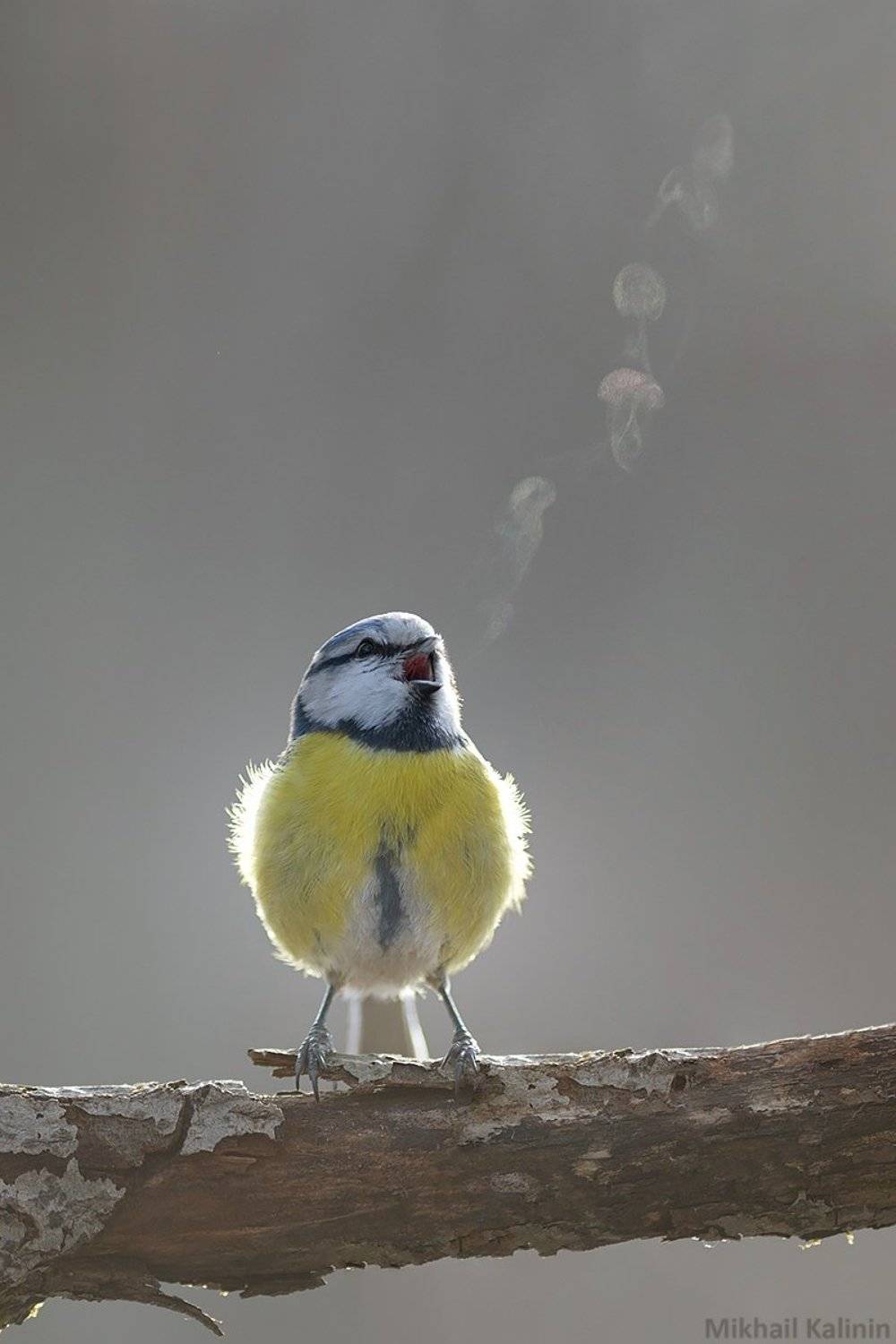 , Михаил Калинин