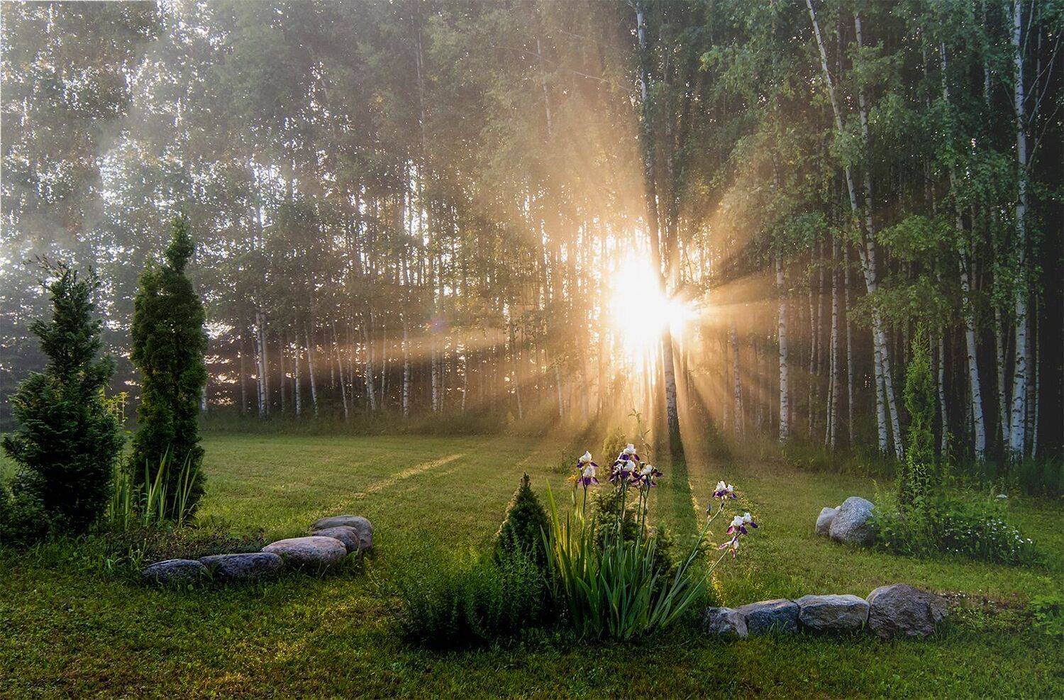 forest, Daiva Cirtautė