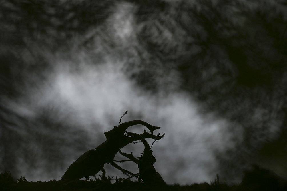 , Иваненко Светлана