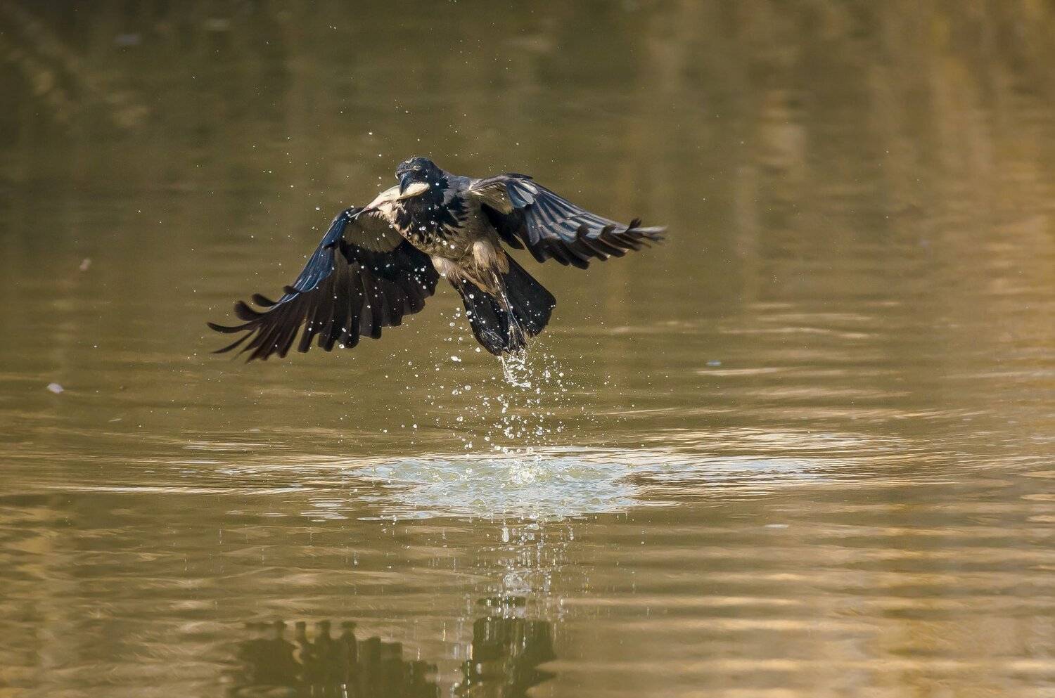 Дикая природа, пищевое поведение, приспособление, питание, серая ворона, рыбалка, птица, ловля, рыба, брызги, Аграханский заповедник, Дагестан, залив, Ксения Соварцева