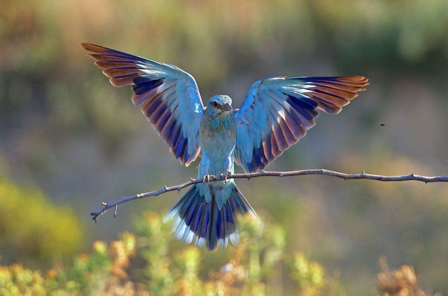 сизоворонка, синявица, Евгени Стефанов