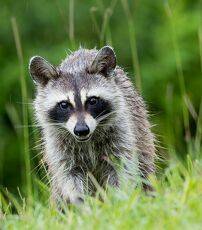 Енот-полоскун - Raccoon. Дневная гостья