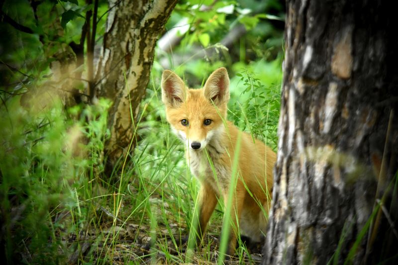 листопад Любопытный лисенок фото превью
