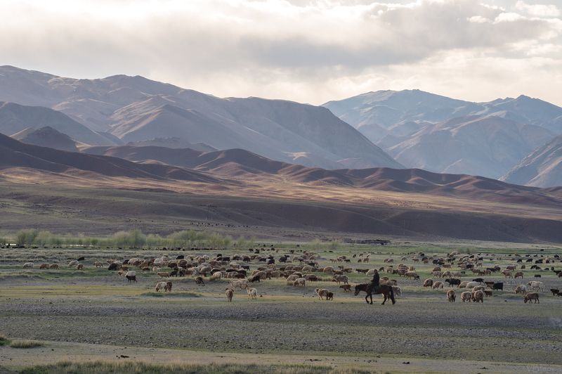 Монгольские акварели  фото превью