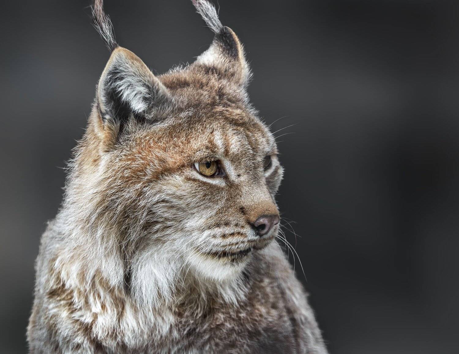 , Олег Богданов