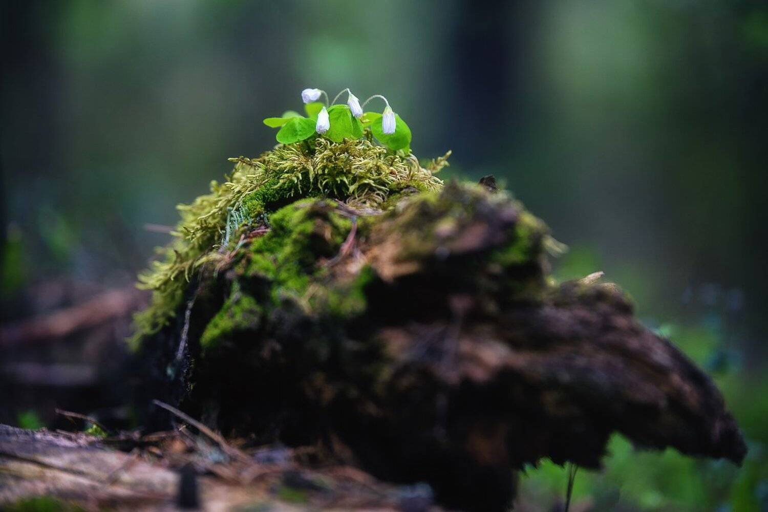 , Устюжанин Михаил