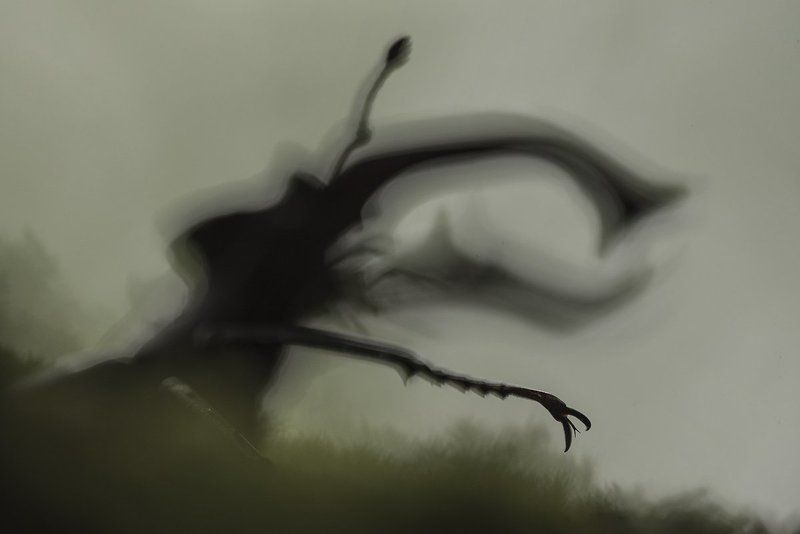 жук-олень *** фото превью