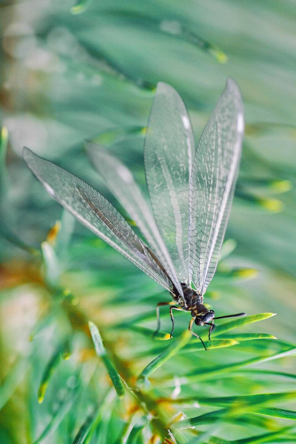бабоча,жук,трава,дерево,настроение,свет,ель,хвоя, Юрий Котов