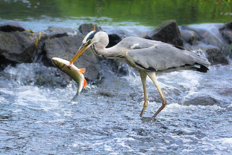 Final Battle фото превью