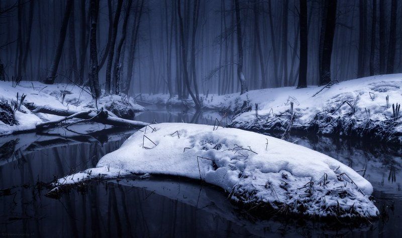 Мистический лес фото превью