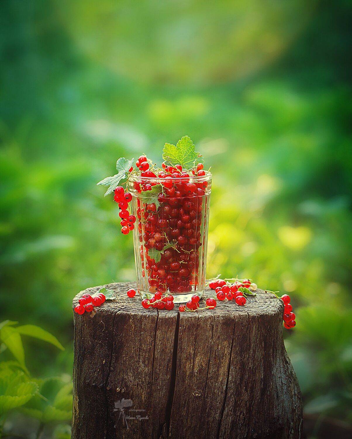 , Инна Сухова