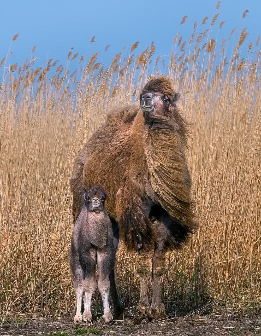 верблюд, степь, весна, астраханская область, животные, малыш, камыш, тростник., Лашков Фёдор