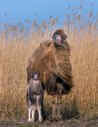 Семейный портрет.