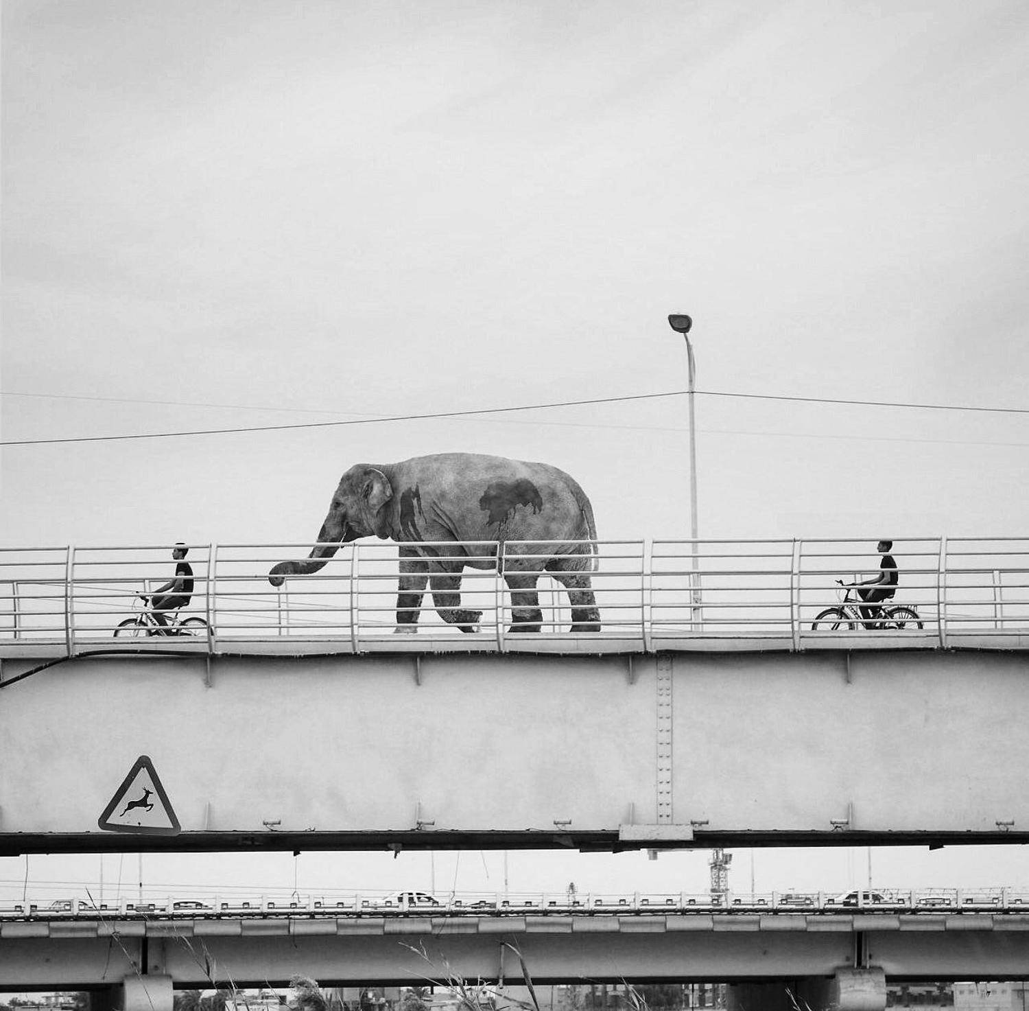 #cross#breeding #animal #animal_editing #animal_fine_art, #animal_flat, #animal_photo, #animal_photography, #animal_surreal,#bear, #bird, #birds, #black, #black_and_white, Hossein Mehrzad
