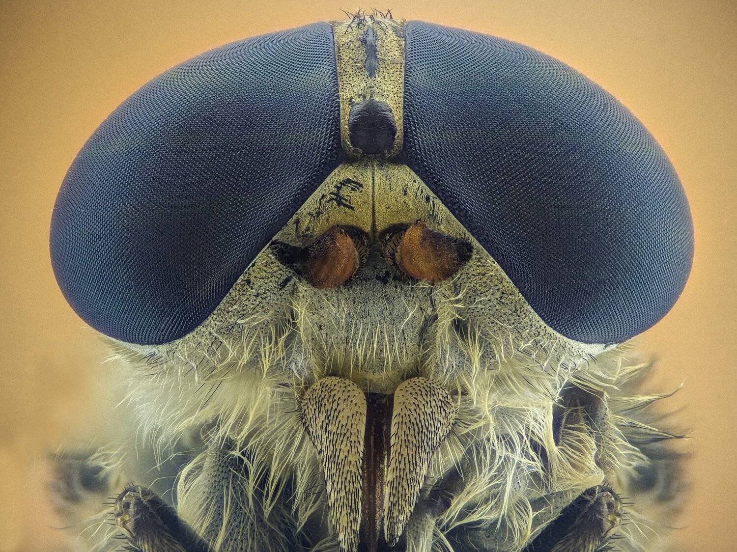 ceclii,macro,lgg4, extrememacro,  макро, Tsvetan Ganev