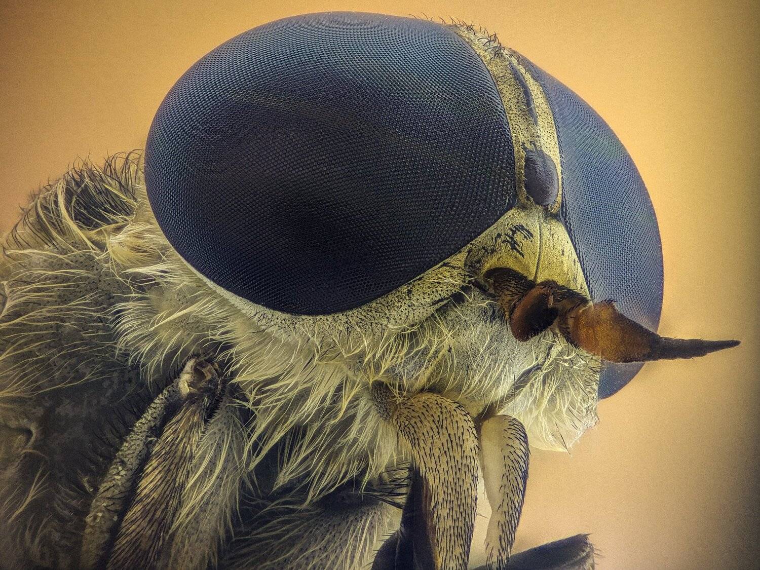 ceclii,macro,lgg4, extrememacro,  макро, Tsvetan Ganev