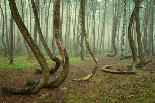 Кривой лес