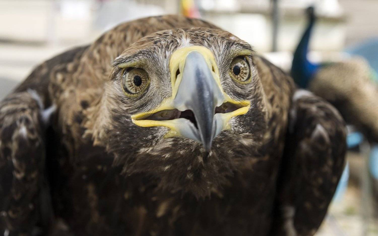 , Лев Сердюков