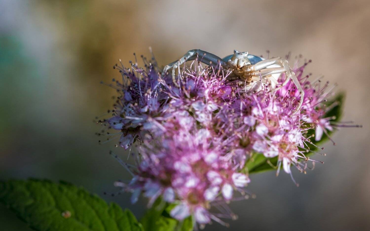 природа, макро, цветы, спирея японская, паук, Неля Рачкова