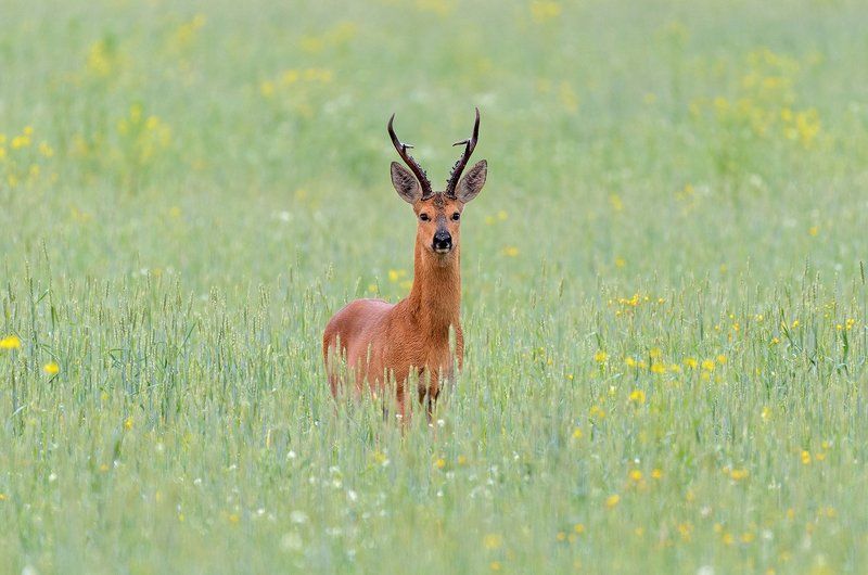 косуля косуля фото превью