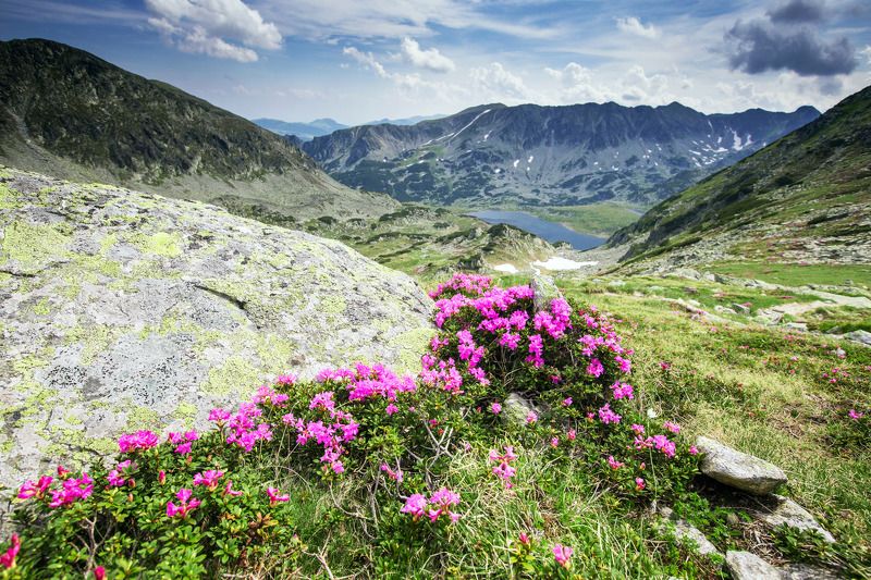 mountains,retezat,Romania,colors,flowers, From Retezat with love фото превью