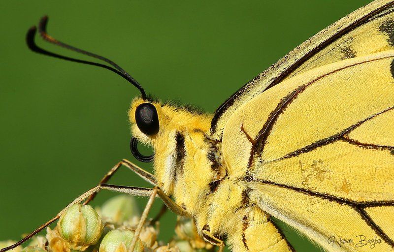 #swallowtail#butterfly#macro#nature#northcyprus Portrait фото превью