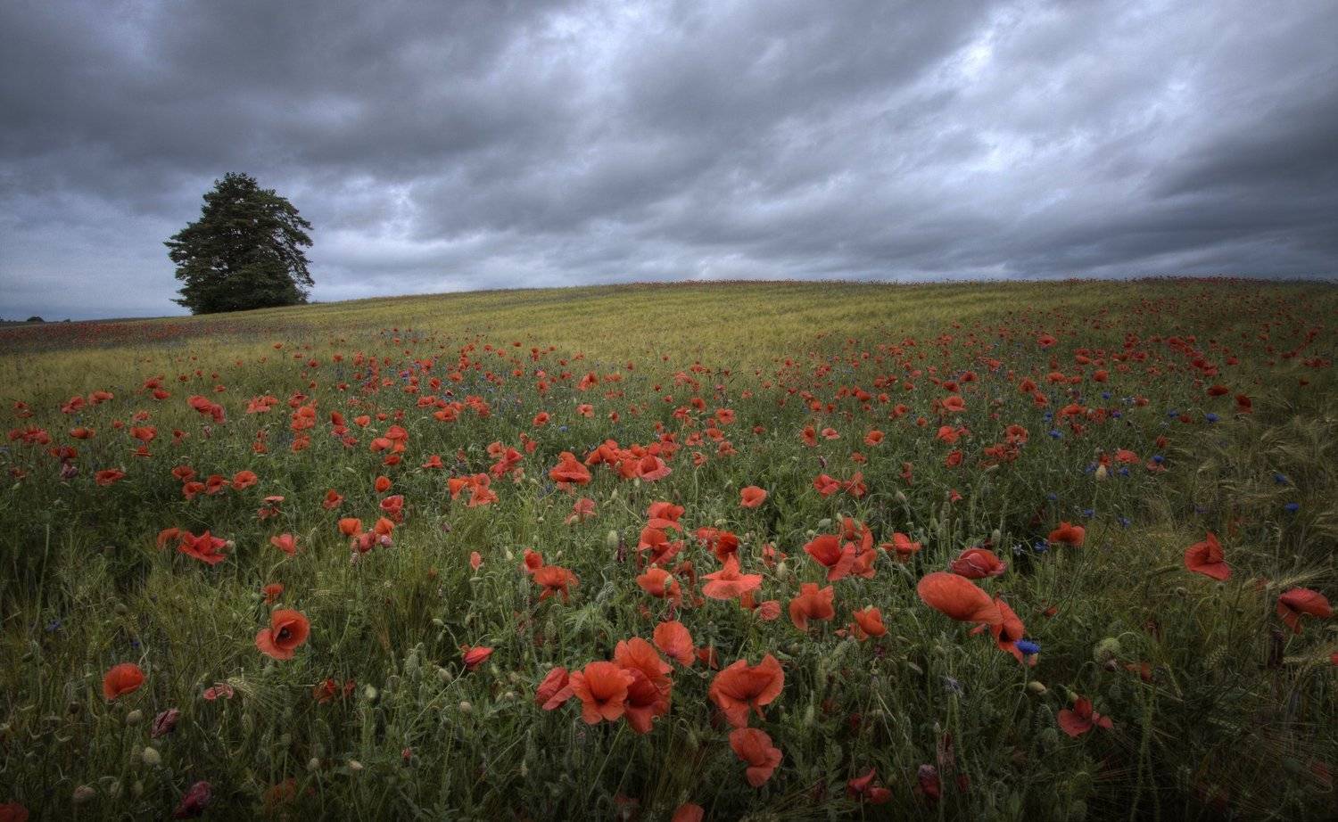 , Marius Gailiu&scaron;is