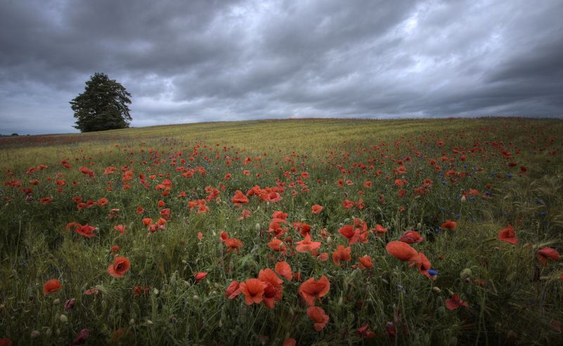 Дождливое лето фото превью
