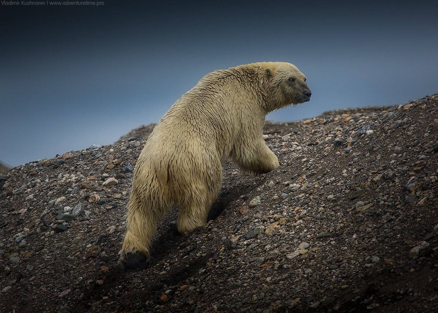 , Vladimir Kushnarev