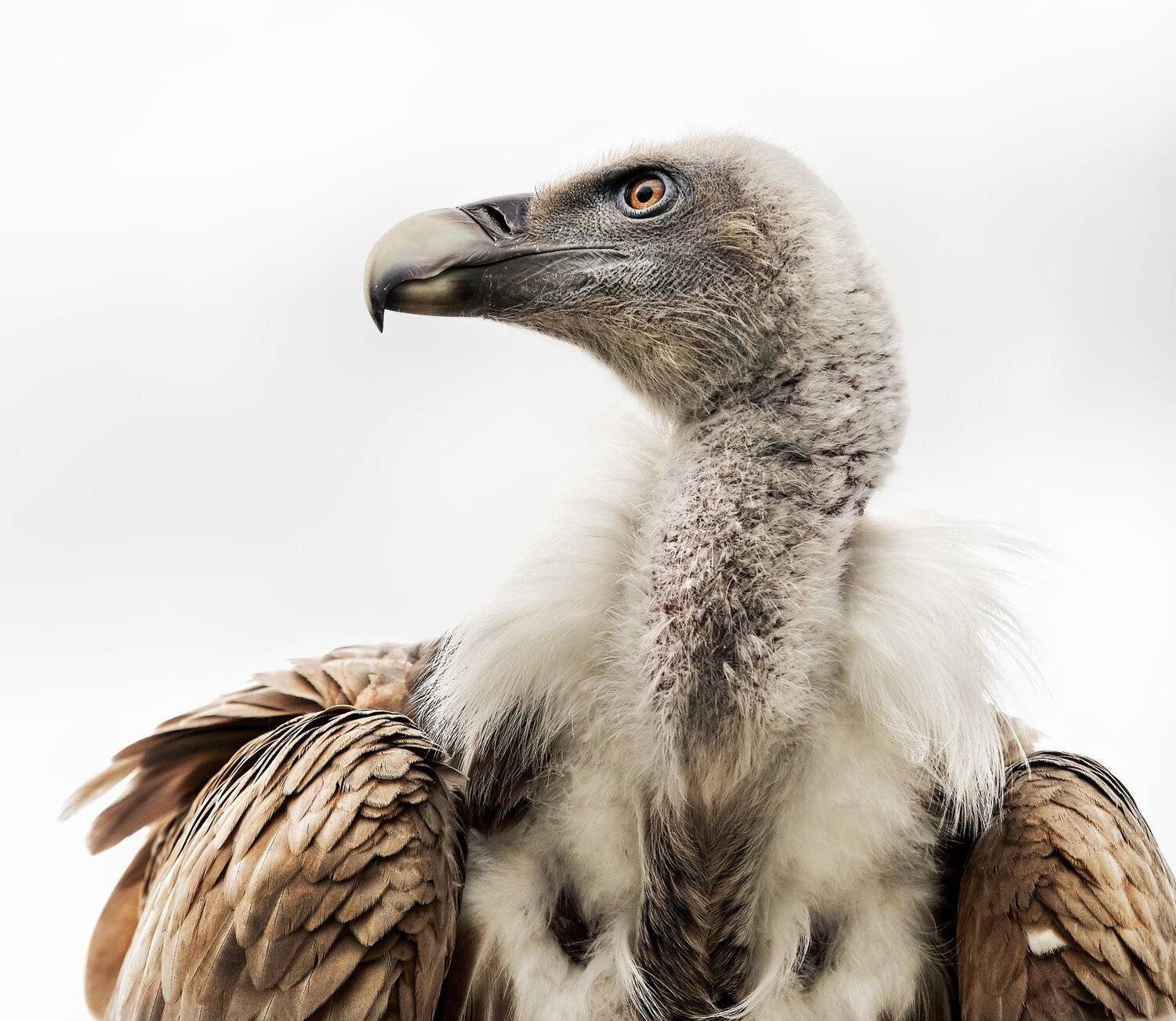 , Олег Богданов