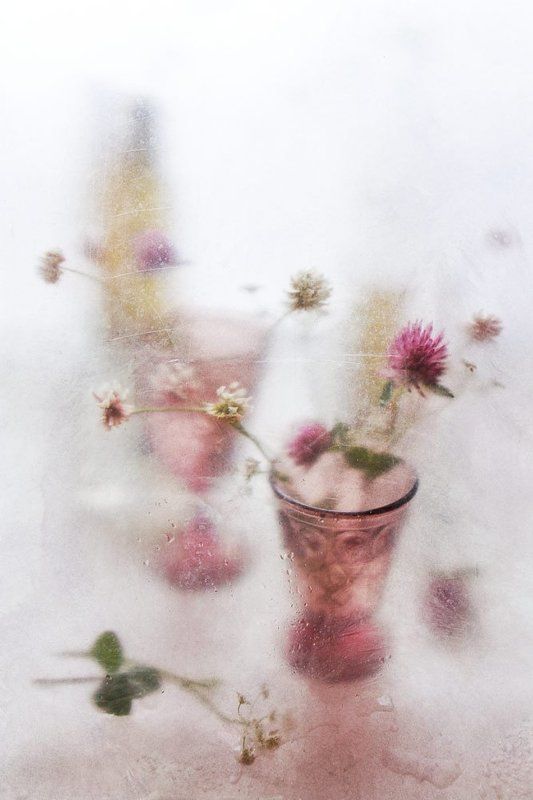 still life, полиэтилен, клевер клевер в розовом танце фото превью