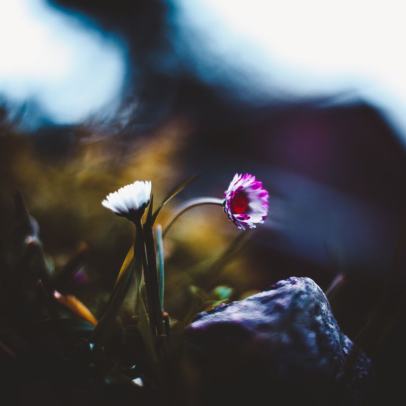 В ботаническом саду фото превью