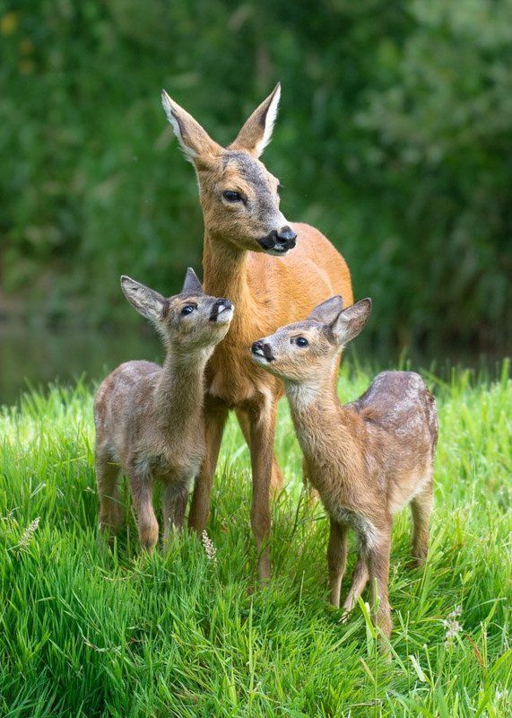 deer, love, mother, family, nature, wild, animals Mother\'s Love фото превью