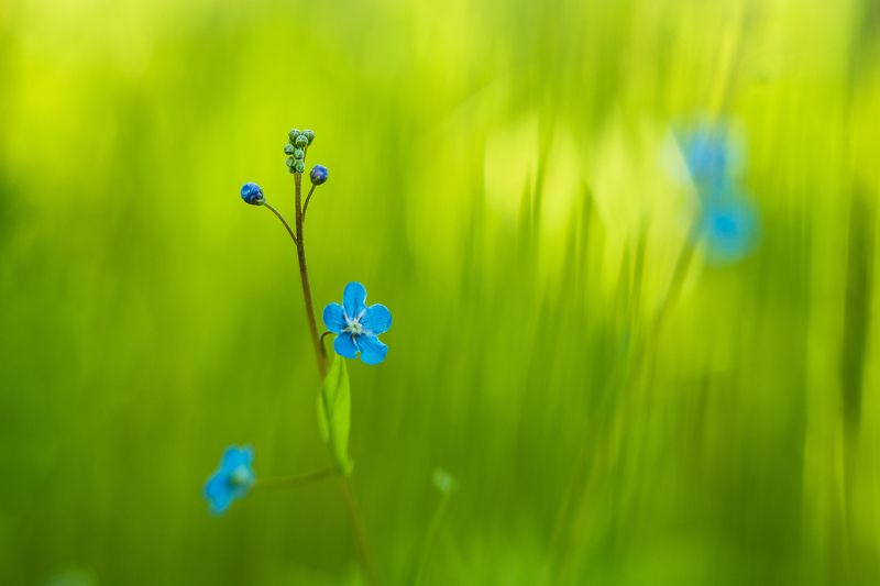macro, blue, flowers, green, bokeh, close-up Little ones фото превью