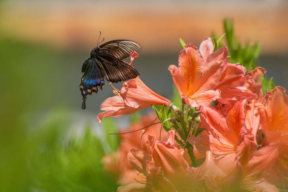 ***, Шинкарева Елена