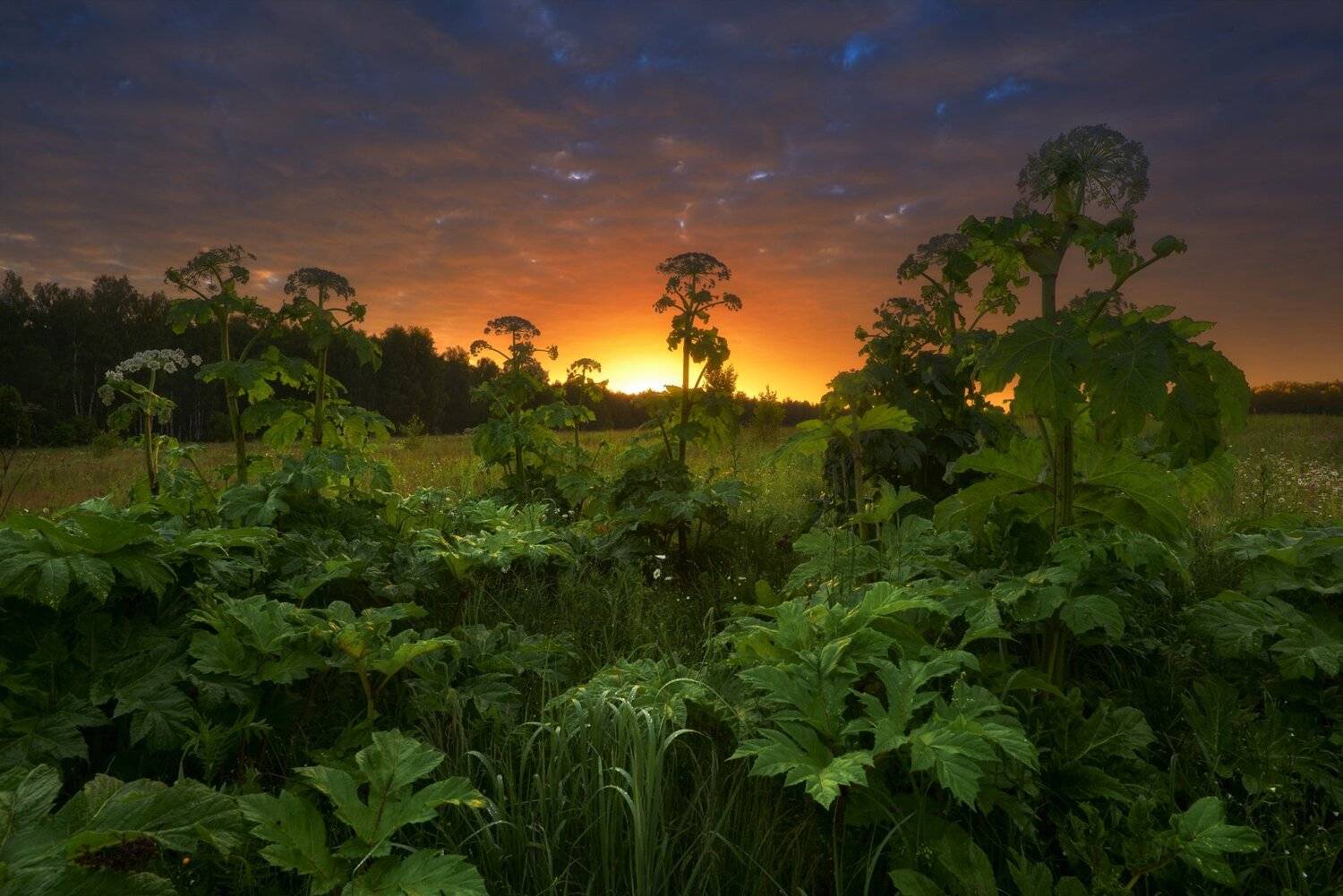 #пейзаж #подмосковье #закат #рассвет #россия #жизнь #мир #чехов #sibirikonium85 , Морозов Юрий