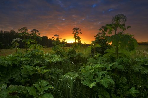 /Подмосковное утро.../ 