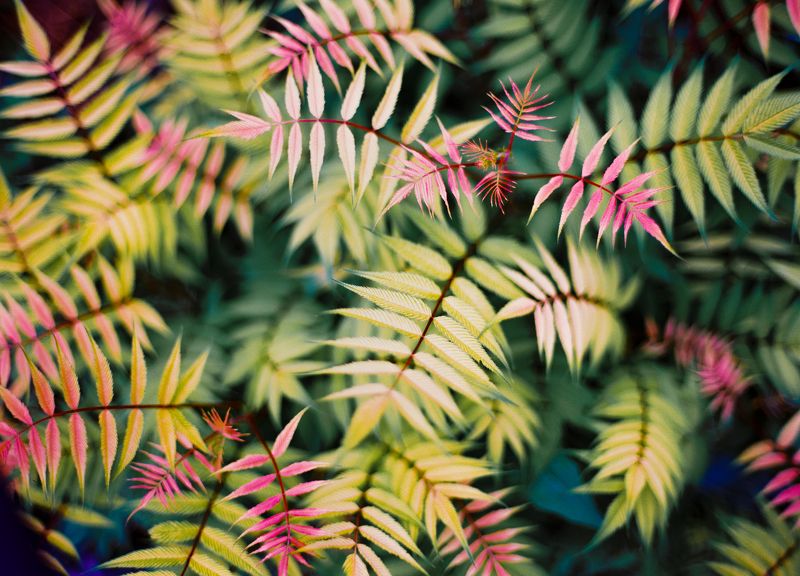 Листья фото превью