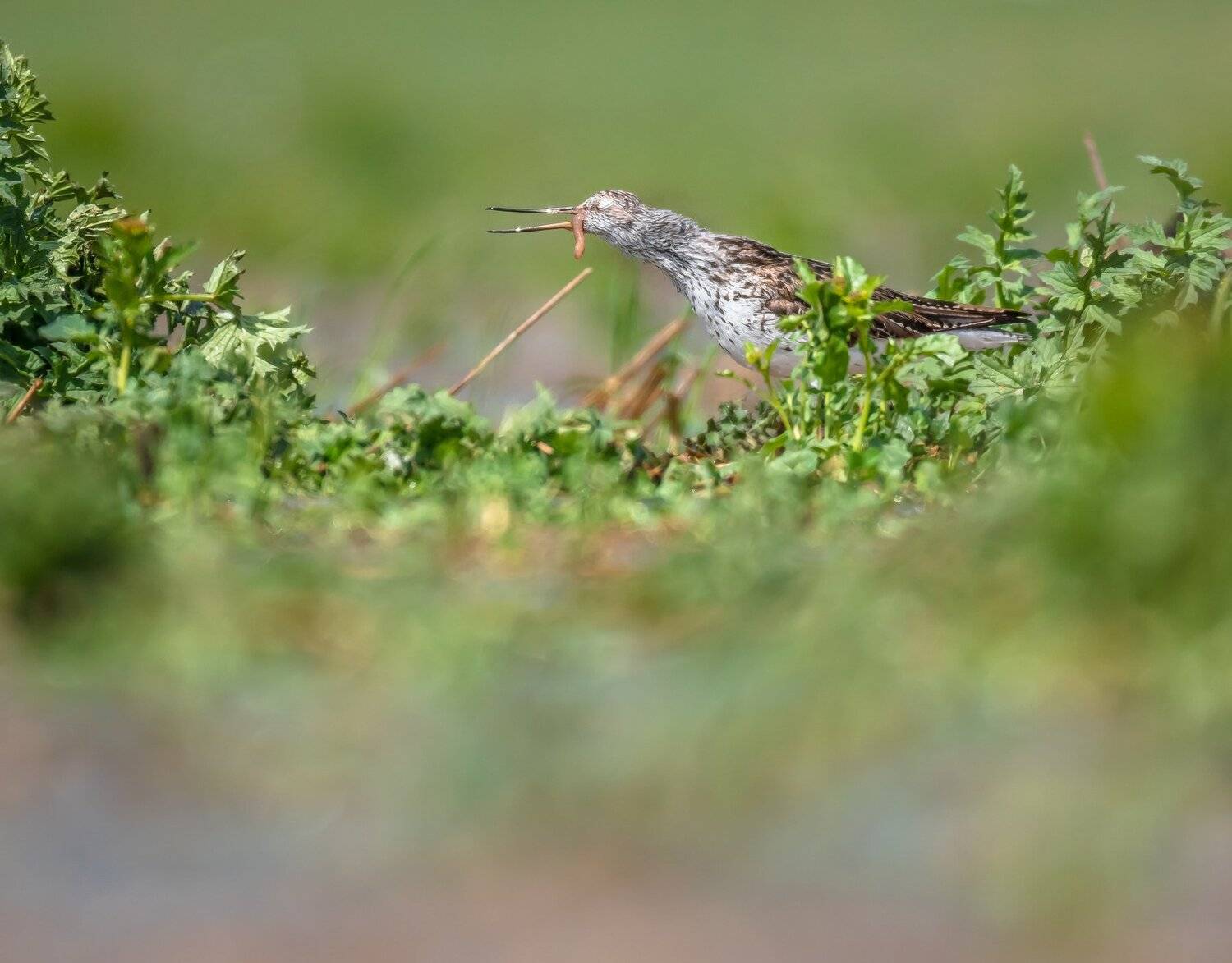 большой улит, Tringa nebularia, питание, дикая природа, птица, заросли, трава, зелёный, день, тепло, весна, май, червяк, трофей, Ксения Соварцева