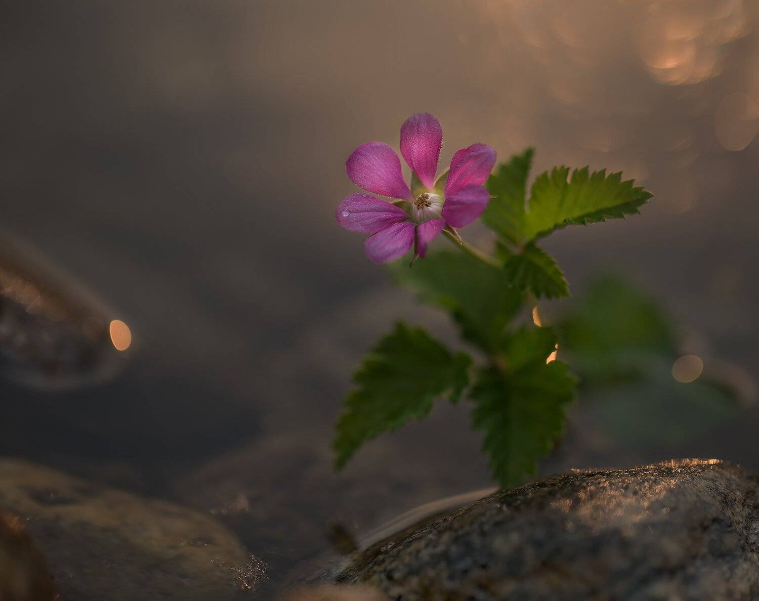 ягода, княженика, цветет княженика, якутия, нерюнгри, Евгения Левина
