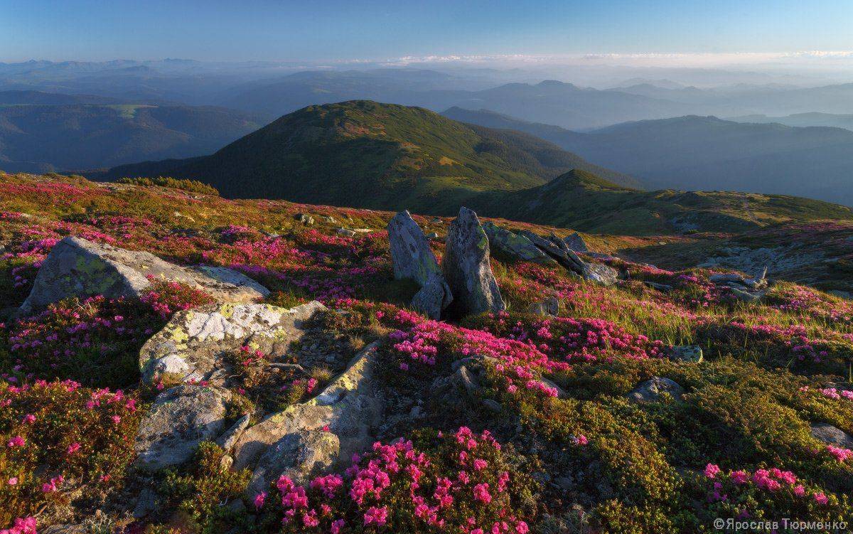 , Ярослав Тюрменко (Jaremi)