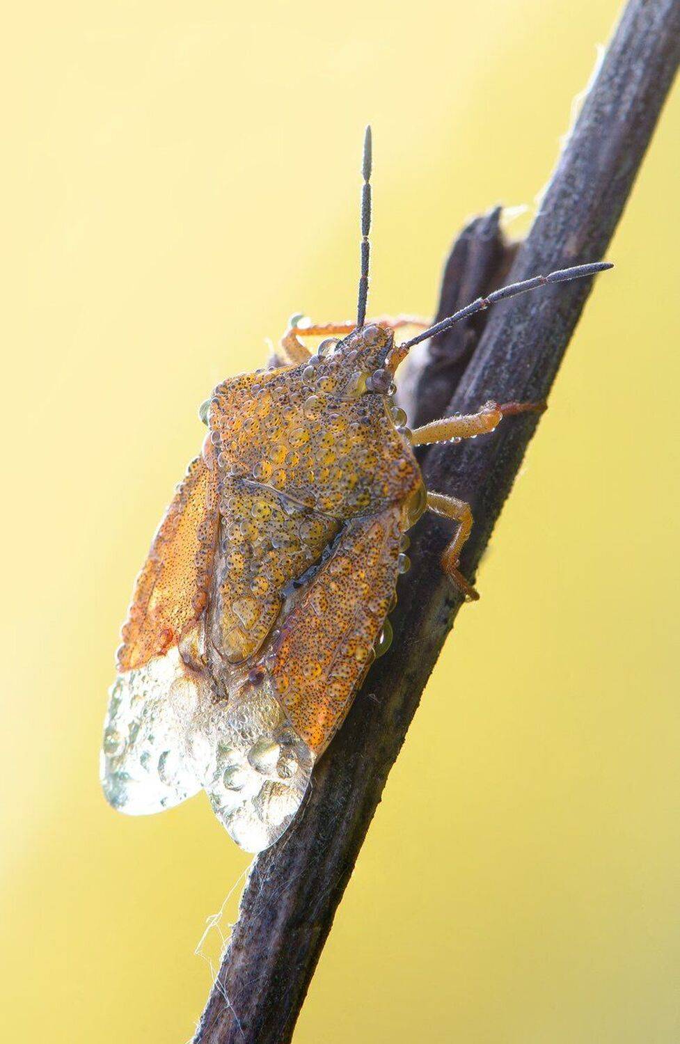 , Кузнецов Дмитрий